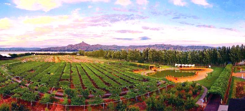 乌兰淖尔镇葡萄种植园 乌兰淖尔镇葡萄种植园