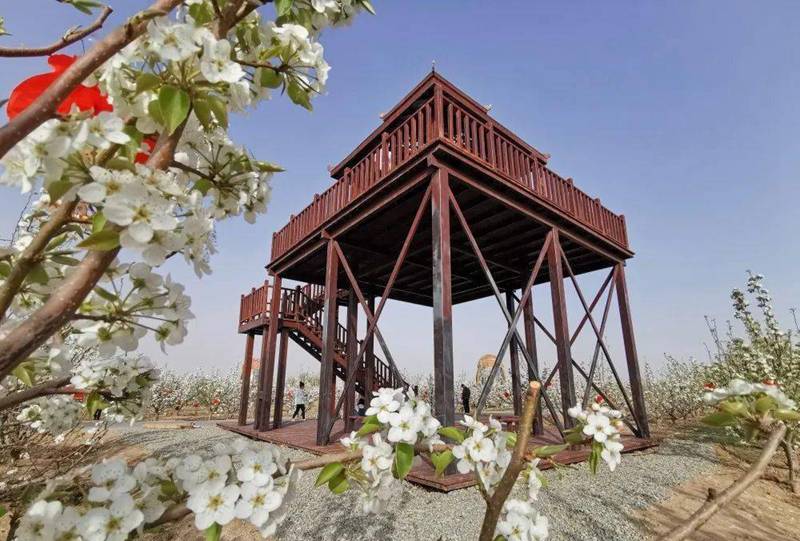 沙海镇梨花开放