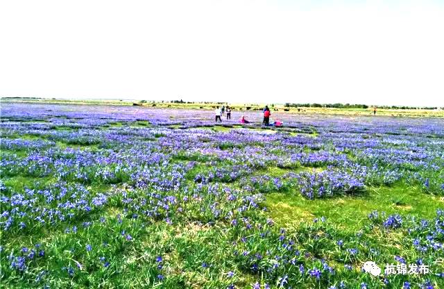 伊和乌素苏木马莲滩 伊和乌素苏木马莲滩