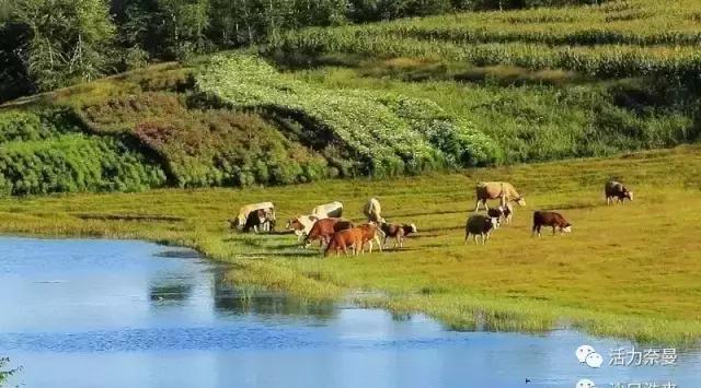 沙日浩来镇芒牛河畔