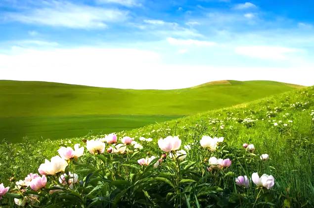 扎木钦高山草原 扎木钦高山草原