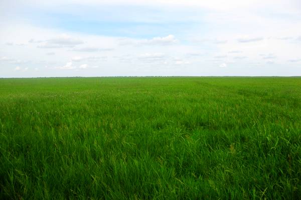 新佳木苏木毛仁塔拉草原