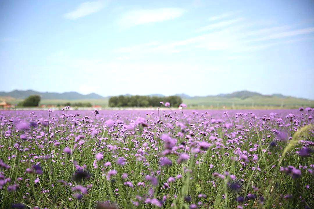 额木庭高勒苏木巴彦敖包度假村花海 额木庭高勒苏木巴彦敖包度假村花海