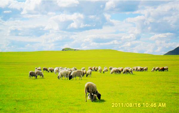 额木庭高勒草原 额木庭高勒草原