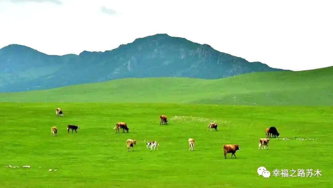 幸福之路苏木天边牧场 幸福之路苏木天边牧场