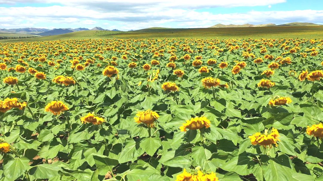 宝日勿苏镇葵花节 宝日勿苏镇葵花节