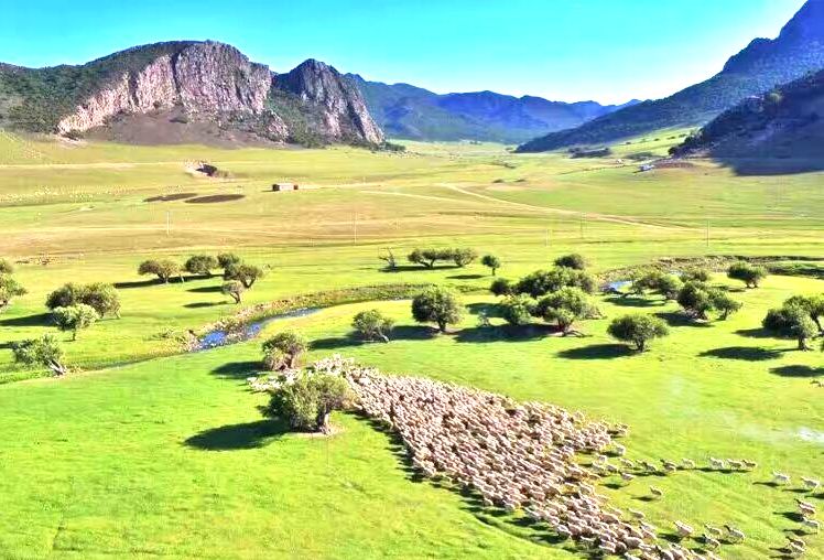 白音勿拉要尔亚嘎查红柳林景区