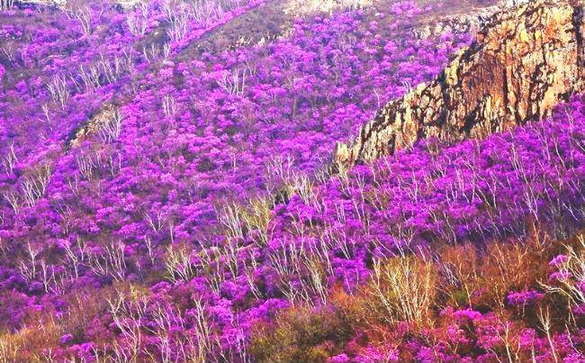 碧流台镇大良沟
