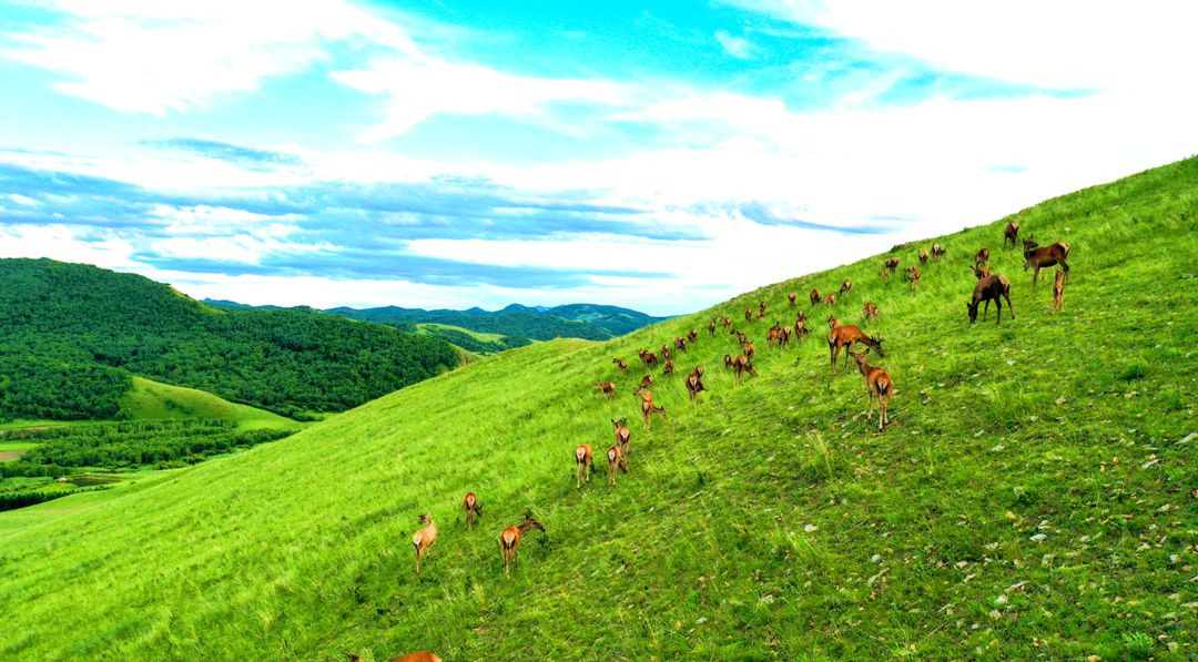 乌兰坝森林旅游区
