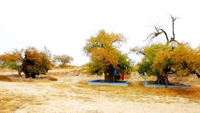 敖润苏莫苏木三棵树 敖润苏莫苏木三棵树