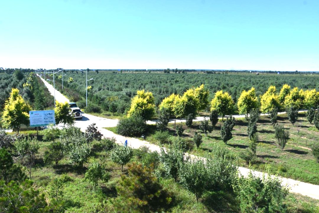 长胜镇沙棘产业园