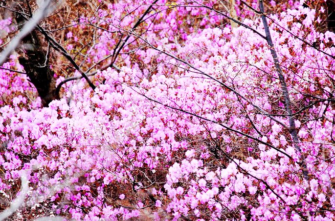 青泉谷自然风景区-杏花溪
