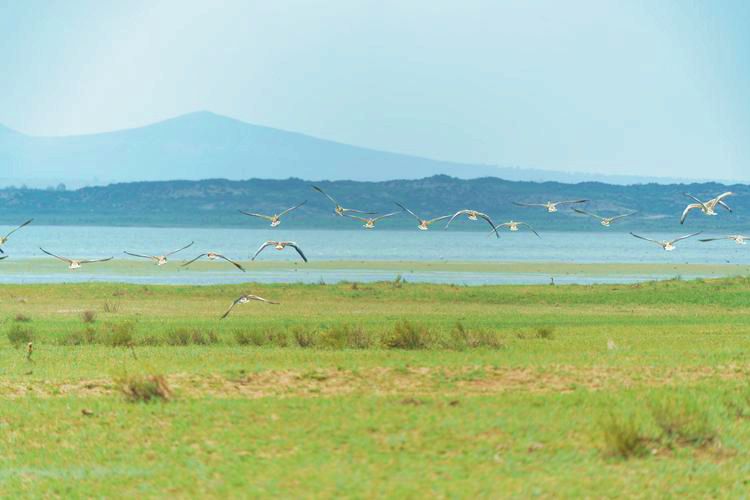 鄂尔多斯遗鸥国家级自然保护区