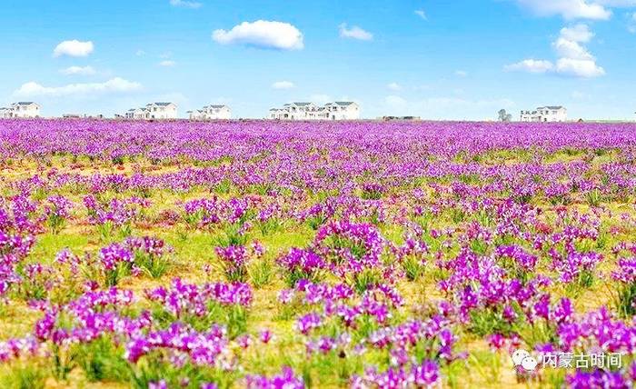 马兰花草原