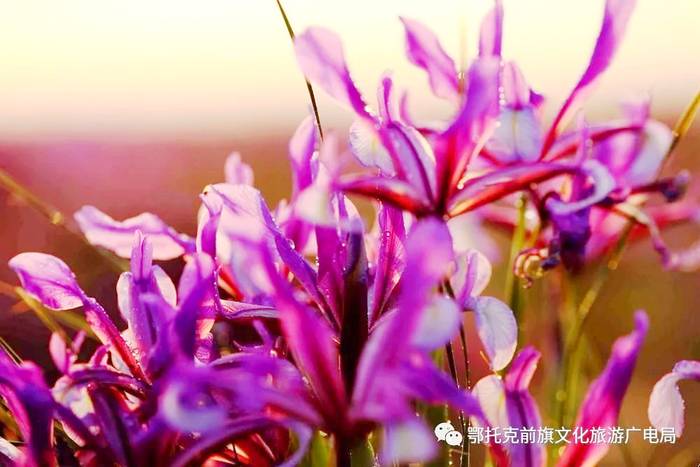 马兰花草原