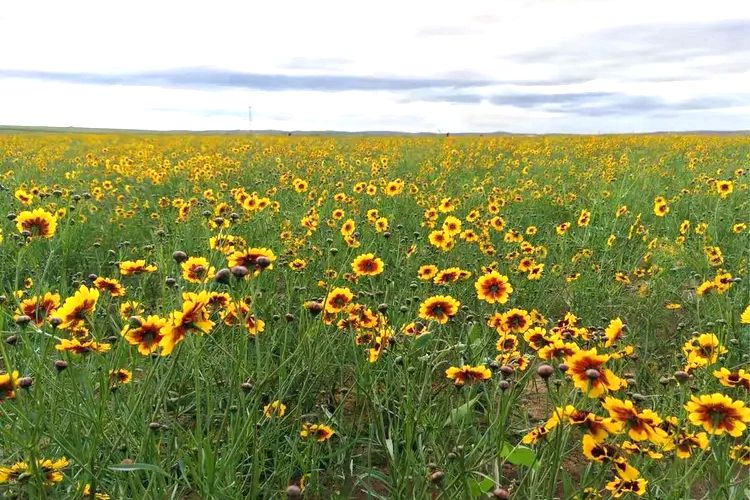 小文公乡万亩雪菊 小文公乡万亩雪菊