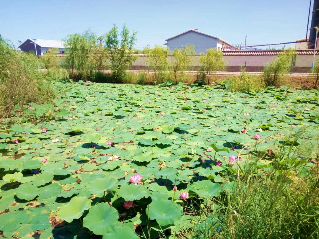 公田村生态园荷花淀