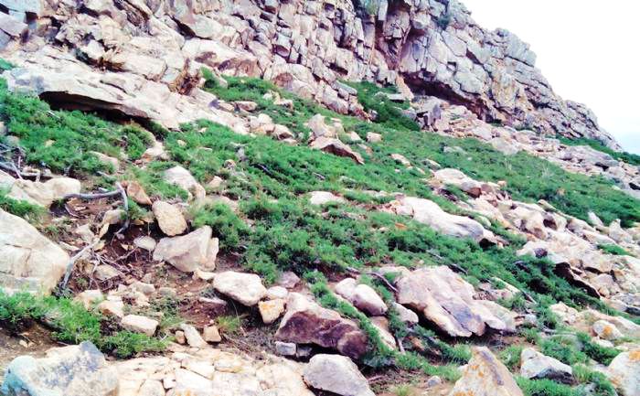 阿尔其山叉枝圆柏自治区级自然保护区