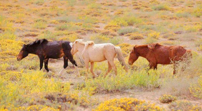巴音乌兰的蒙古马