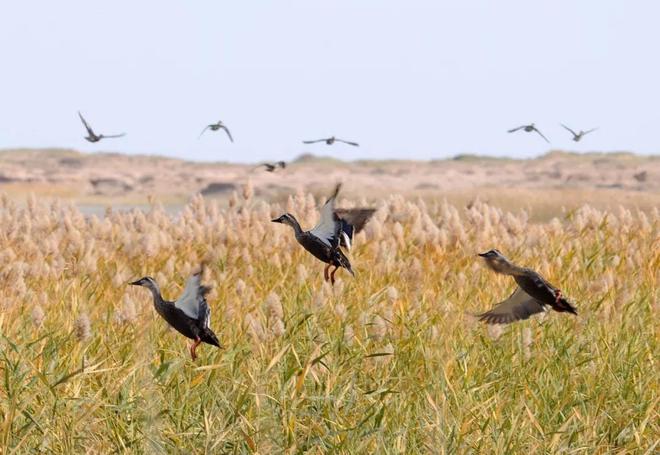 鸿雁的故乡—呼勒斯太 鸿雁的故乡—呼勒斯太