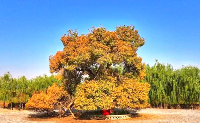 套海镇响导村胡杨古树