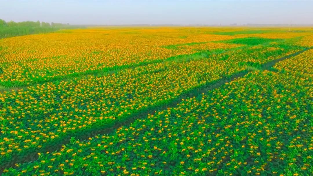 和胜乡建丰农场向日葵种植基地