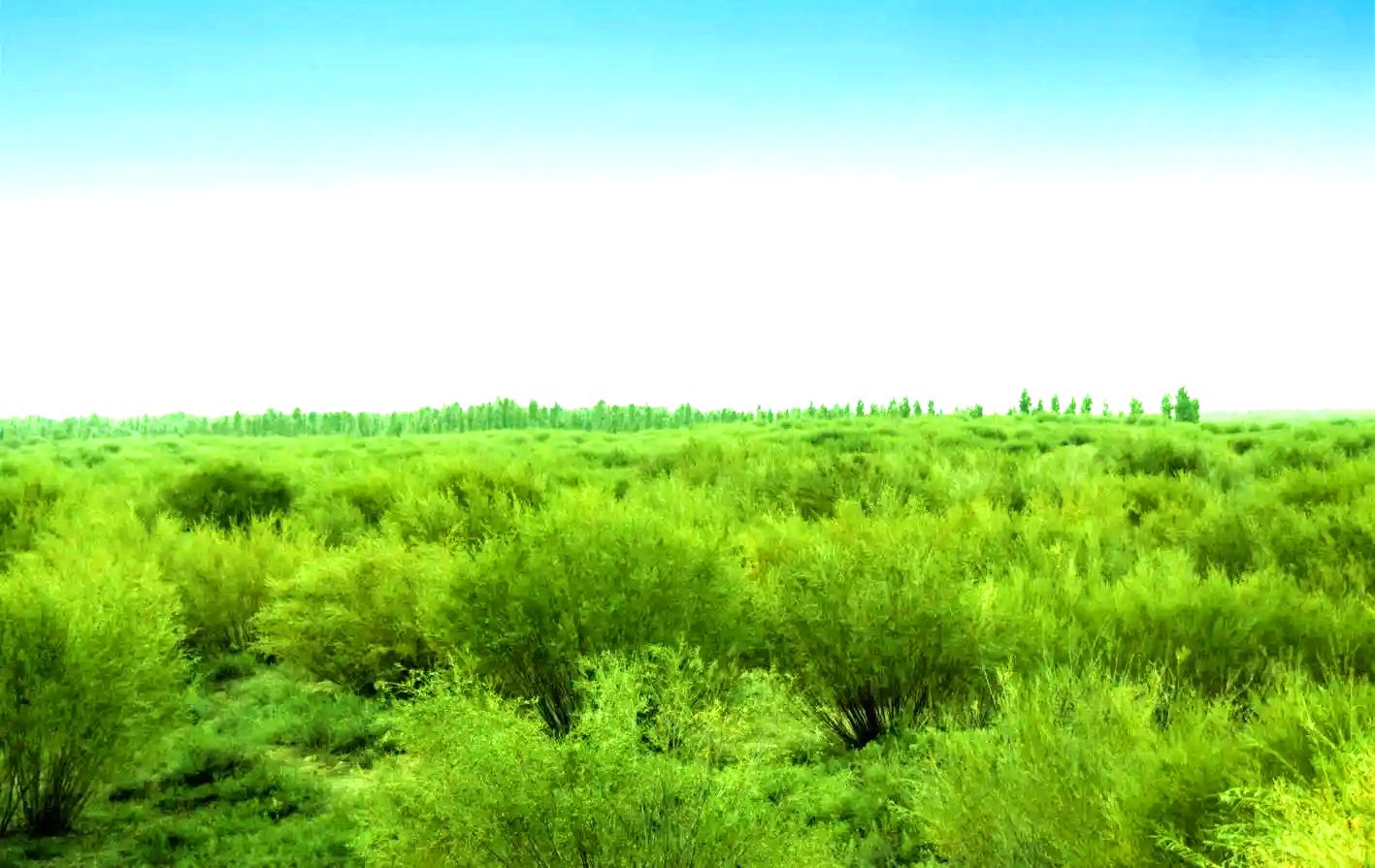 风水梁镇沙柳林风光