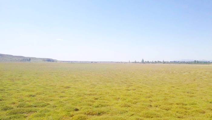 中和西镇宝日呼苏湿地