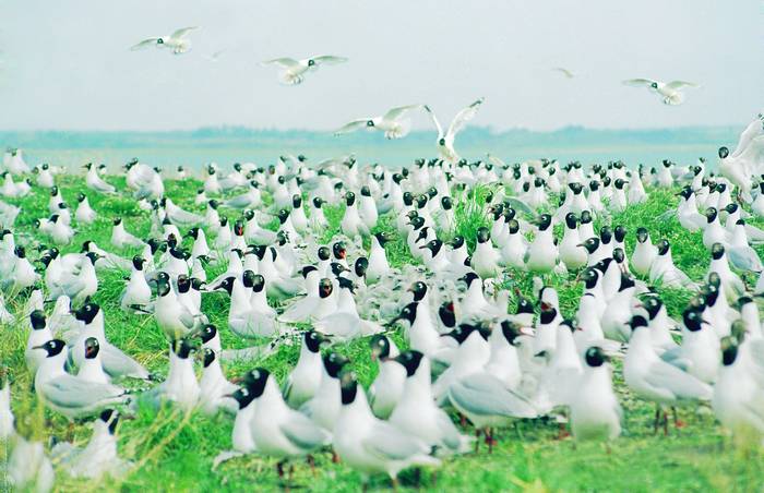 遗鸥国家级自然保护区