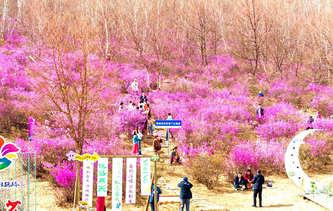 德佰斯镇春天盛开的杜鹃花