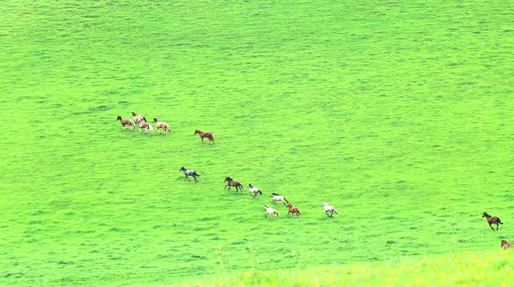 桃合木草原 桃合木草原