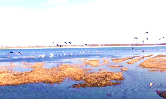 前德门苏木天鹅湖