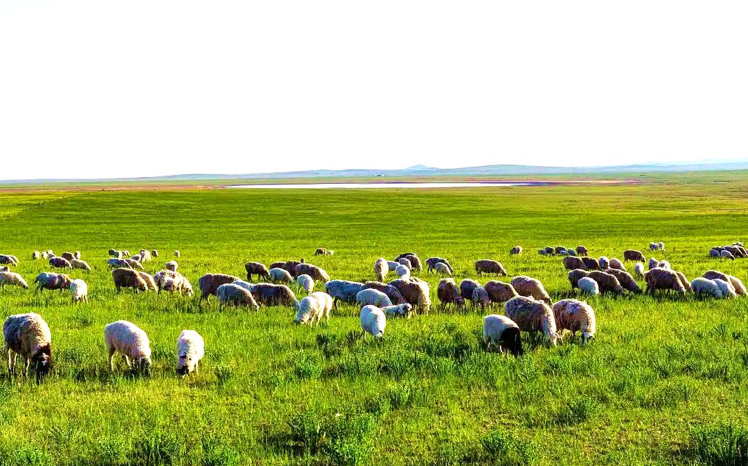 乌额格其草原(忠英家庭牧场) 乌额格其草原(忠英家庭牧场)