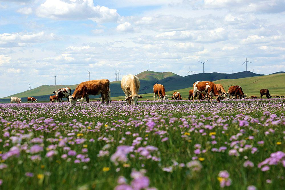 朝日格鲁苏木夏营地
