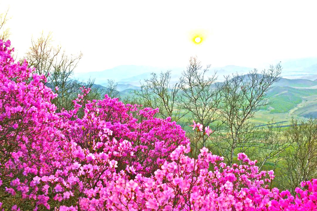 海日罕林场杜鹃花开 海日罕林场杜鹃花开