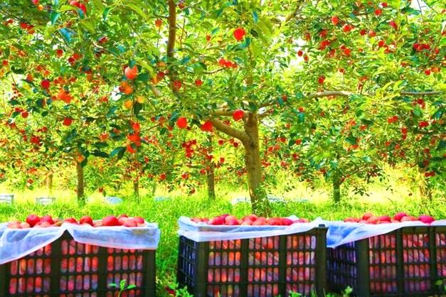 希伯花镇万亩锦绣海棠