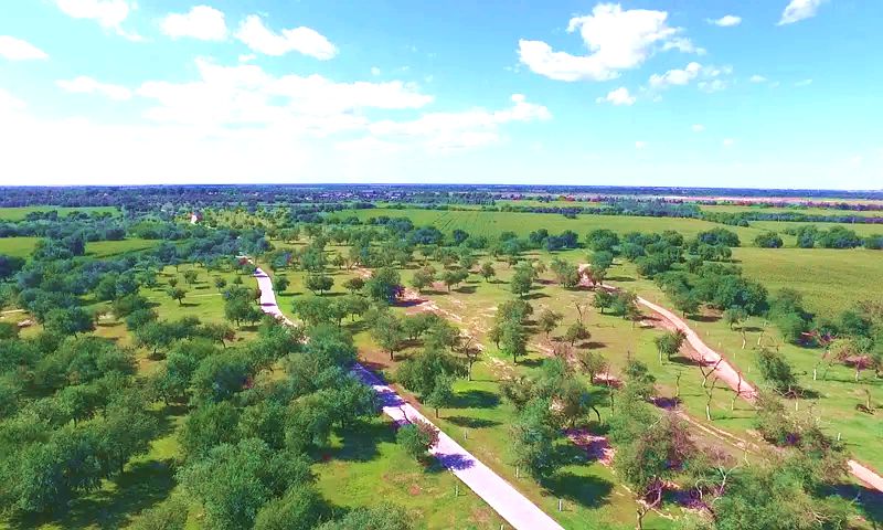 舍伯吐镇疏林草原 舍伯吐镇疏林草原