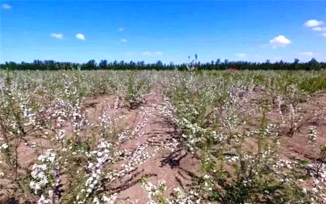 白兴吐苏木锦绣海棠树林 白兴吐苏木锦绣海棠树林