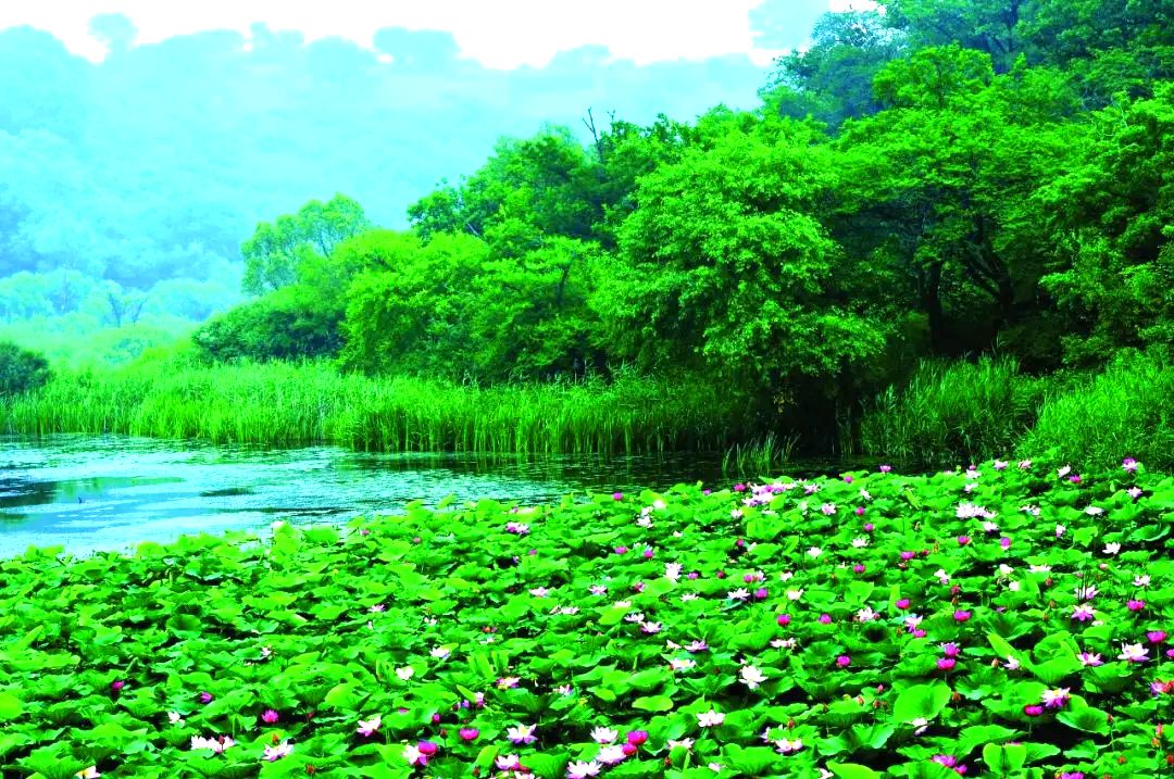 大青沟自然保护区