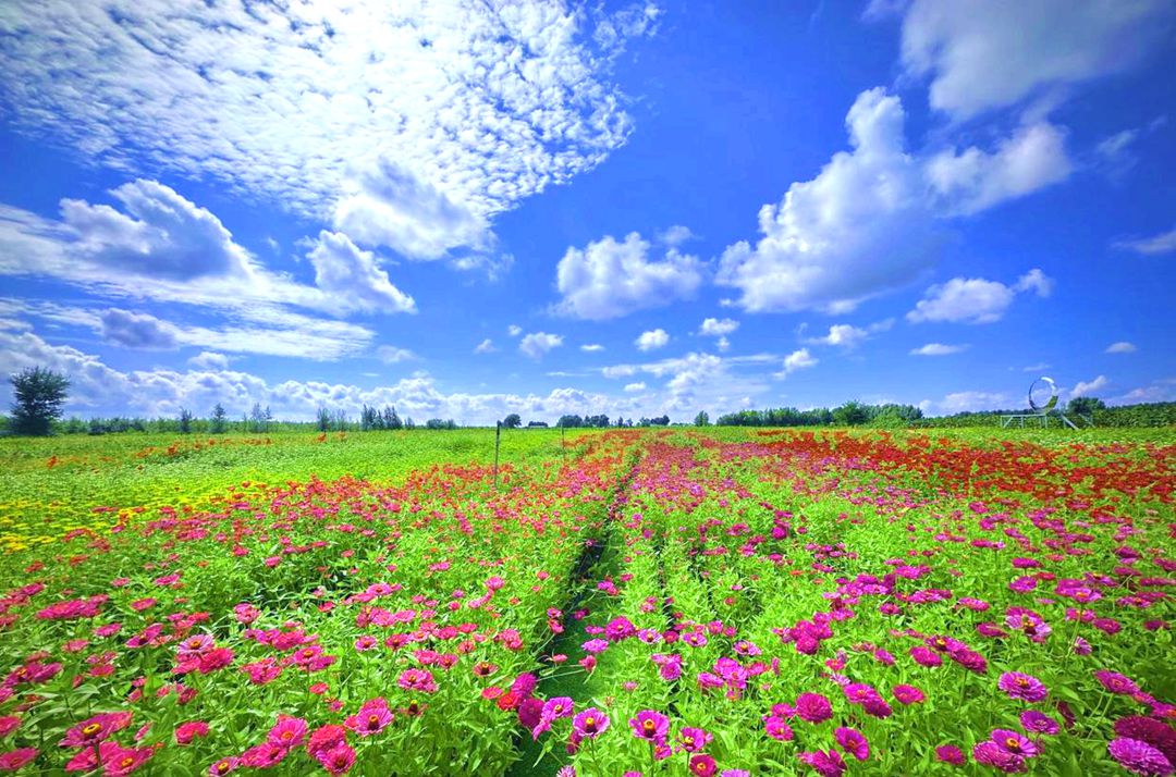 大榆树镇古榆中草药花海基地
