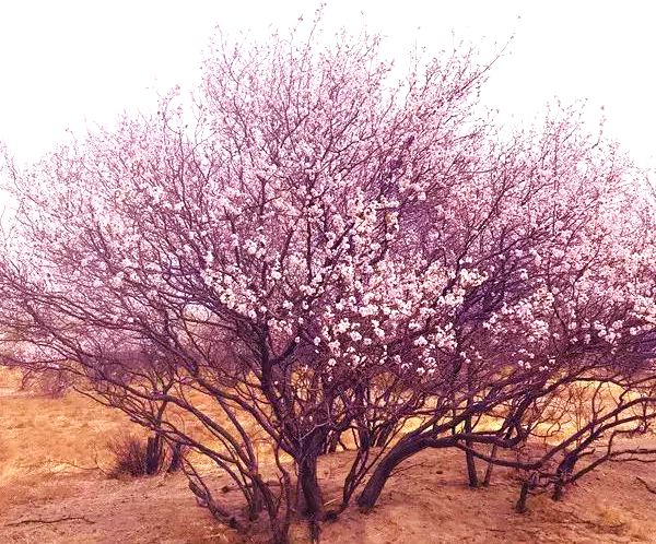 小街基镇杏花谷