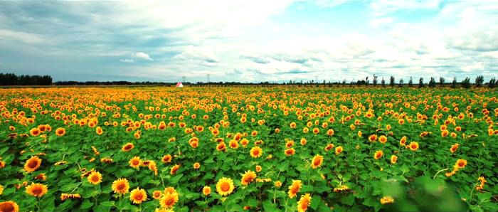 育新镇前进村的500亩向日葵 育新镇前进村的500亩向日葵