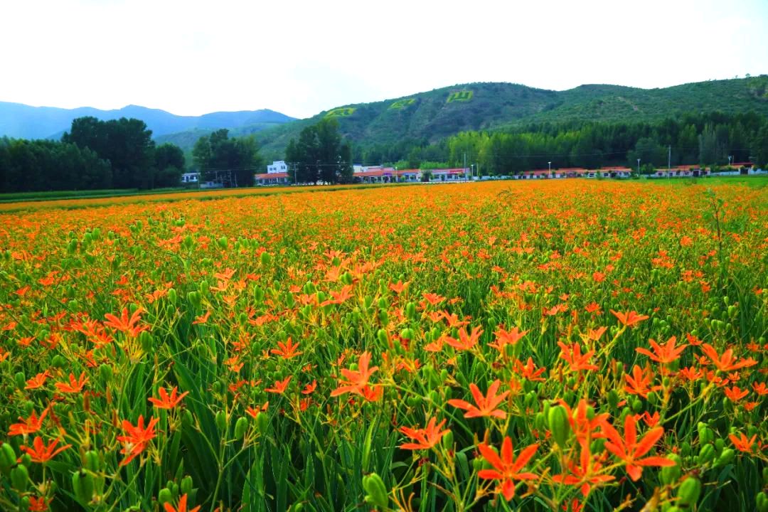 大庙镇公主岭现代农业产业园