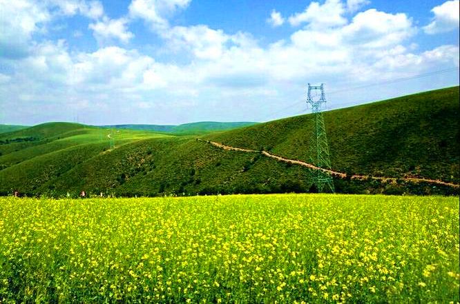 岗子乡油菜花海 岗子乡油菜花海