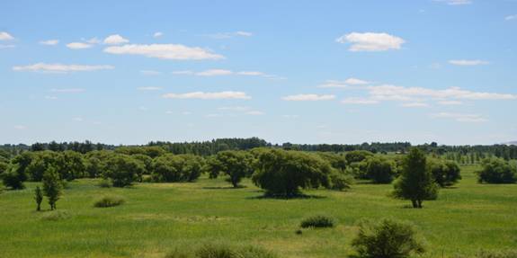 海拉苏疏林草原