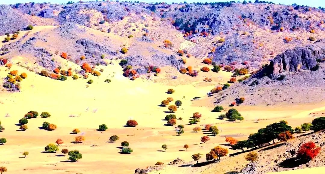 松树山自然保护区