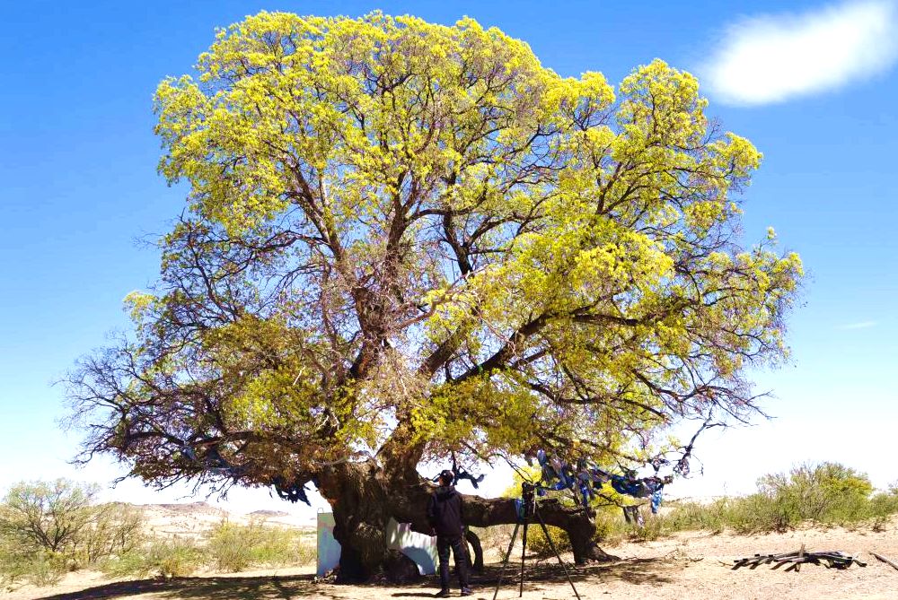 五月松树山自然保护区的元宝枫鲜花盛开