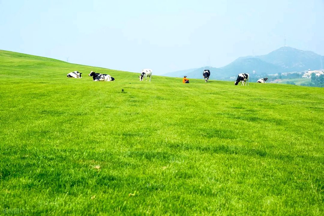 坤都镇草原 坤都镇草原