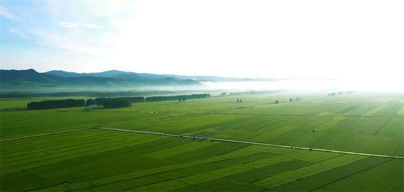 巴日嘎斯台乡万亩稻田