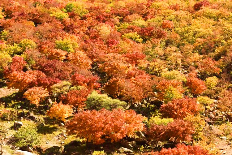 官地镇半拉山村的五角枫